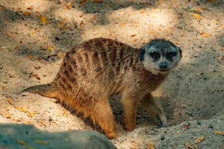 A meerkat resting on some sand.の写真素材