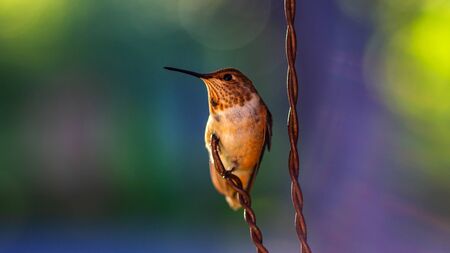 Rufous Hummingbird sitting on a wire.の写真素材