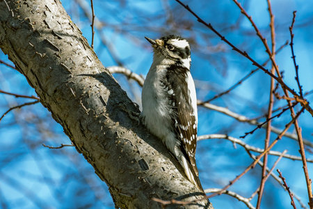 Hairy Woodpecker female perched on a plum tree branch with a blue sky background.の写真素材