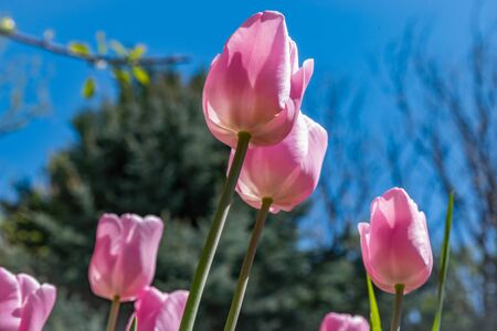 Close-up of Pink Tulips growing in a garden.の写真素材