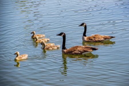 Canada Geese family swimming.の写真素材