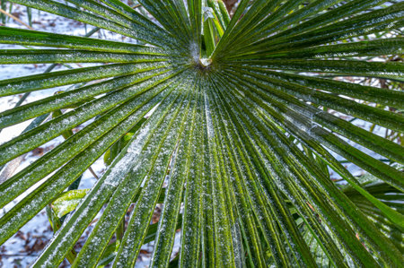 Frozen Palm Tree leaf with frost and a snowy background.の写真素材