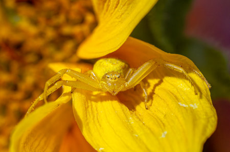 Yellow Crab Spider Head-On Sitting on a Brown-Eyed Susan Flowerの写真素材