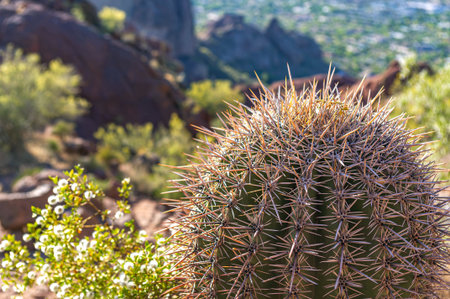 Close-up of a golden barrel cactus on the Echo Canyon Trail at Camelback Mountain in Phoenix, Arizona, showcasing desert landscape and flora.の写真素材