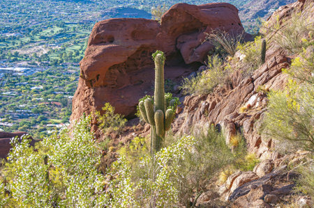 View from Echo Canyon Trailhead on Camelback Mountain in Phoenix, Arizona, showcasing saguaro cacti and desert landscape.の写真素材