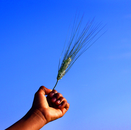 wheat raised in the blue skyの写真素材