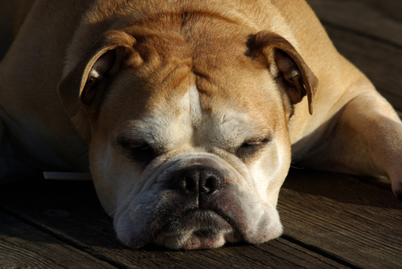 a bulldog stands guard pretending to sleep but with careful lookの写真素材