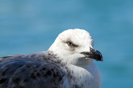 bird of the sea: gray and blue seagull facing the seaの写真素材