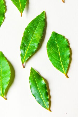 aromatic herbs and spices washed and ready for your recipes, for infusions and liqueurs - bay leafの写真素材