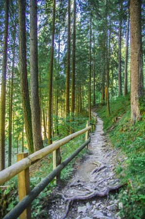 paths in the shade of trees in the woods to walk and run for the well-being of peopleの写真素材