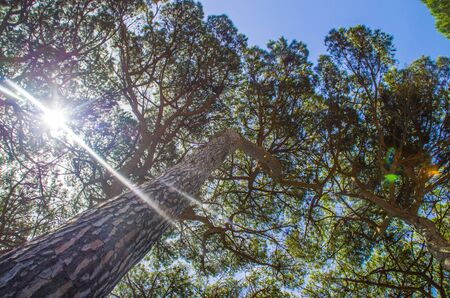 Sunlight and bright blue skies filter from above the pine trees in the hot summerの写真素材