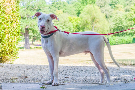 gorgeous and sweet white dog with yellow eyes and pink nose in the countryside with red collar