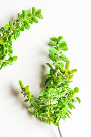aromatic herbs and spices washed and ready for your recipes, for infusions and liqueurs - marjoramの写真素材