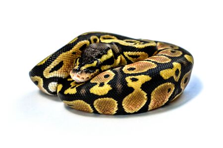 baby ball pythonの写真素材