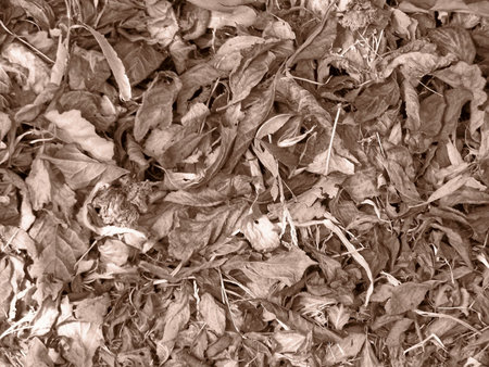 Nature: sepia photo aspect – beautiful detail