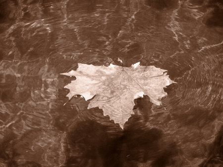 Nature: sepia photo aspect  beautiful detailの写真素材