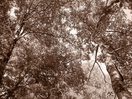 Nature: sepia photo aspect  beautiful detailの写真素材