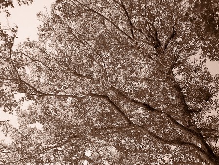 Nature: sepia photo aspect  beautiful detailの写真素材