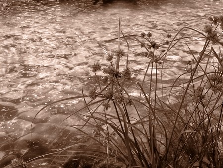 Nature: sepia photo aspect  beautiful detailの写真素材