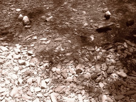 Nature: sepia photo aspect  beautiful detailの写真素材