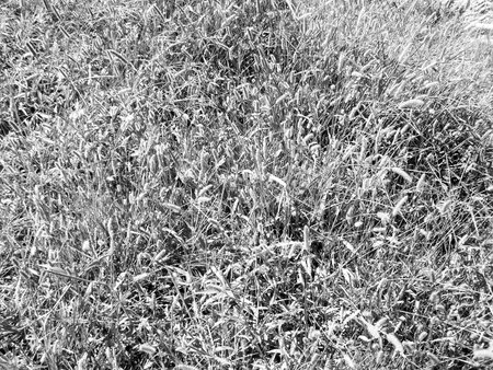 Nature: black and white photo aspect, beautiful detail