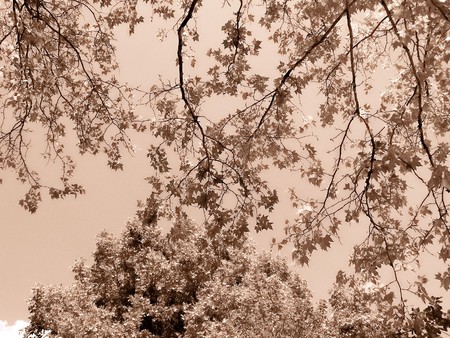 Nature: sepia photo aspect  beautiful detailの写真素材