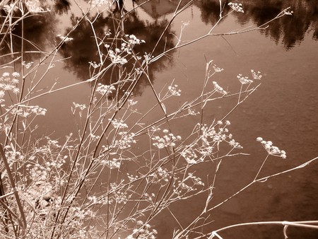 Nature: sepia photo aspect  beautiful detailの写真素材