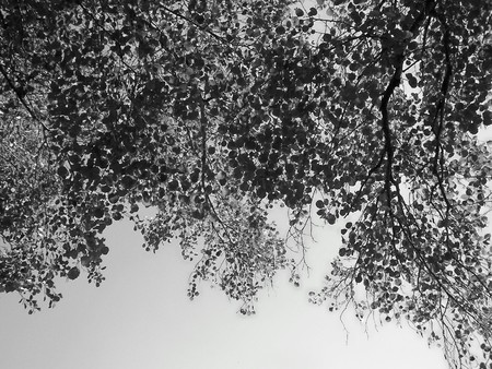 Nature: black and white photo aspect, beautiful detailの写真素材