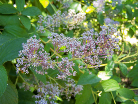 Nature: flower beautiful detail in garden, forest