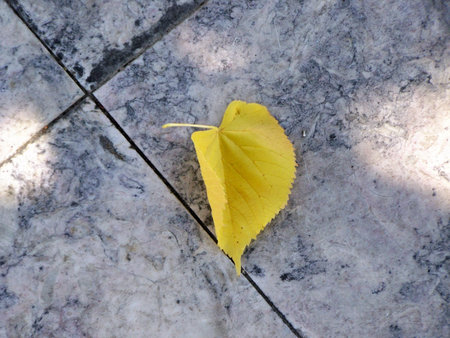 Nature: plant beautiful detail in garden, forestの写真素材
