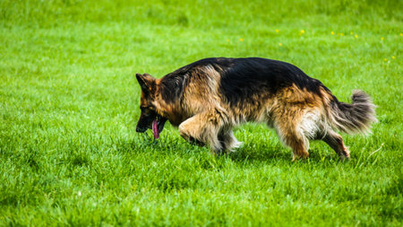 German Shepherds can be excellent running partners. With his good speed, stamina, and athletic...