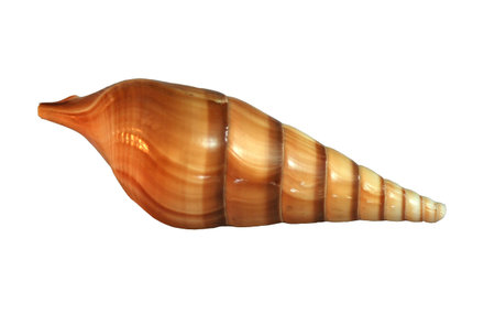 A perfect spiral seashell isolated on a white background