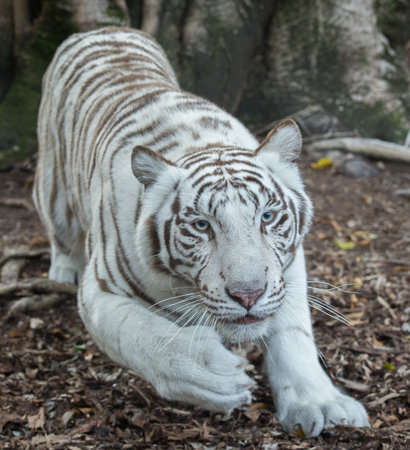 Beautiful white tiger charging towards cameraの写真素材