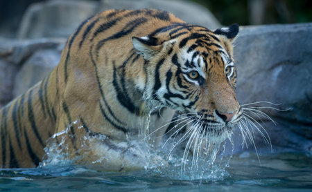 Bengal tiger gliding through poolの写真素材