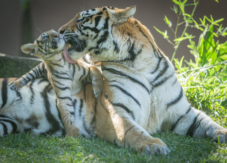 Tiger mom gently grooming her cubの写真素材