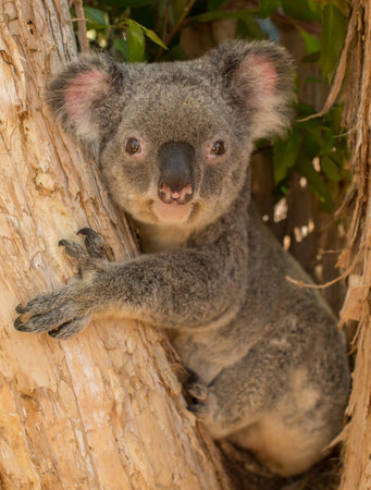Beautiful koala hanging on a treeの写真素材