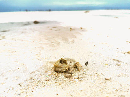 Ocean life in africa