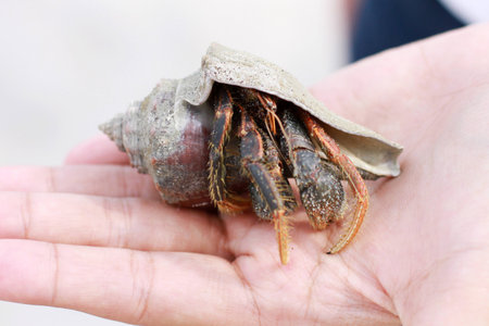 Hermit crab on hand