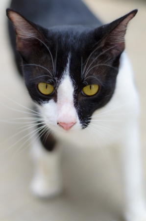 Cat の写真素材