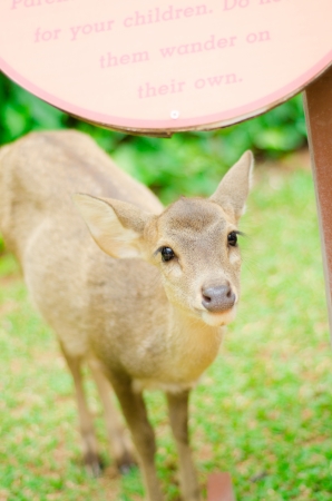 Litle deer in zoo の写真素材