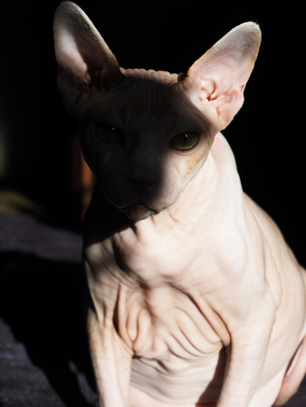 The beautiful natural delicious magnificent image of the Sphinx breed.の写真素材