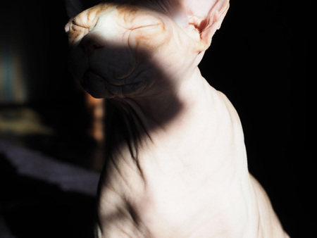 The beautiful natural delicious magnificent image of the Sphinx breed.の写真素材