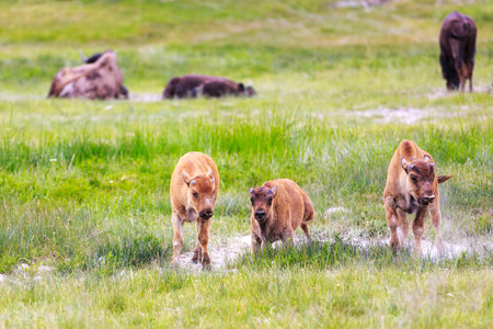 3 Bison calf walking towards you, exploring side by side   Some adult bison in the far , relaxing の写真素材