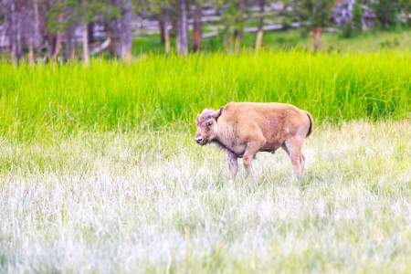Bison calf walking  Taken at Yellowstone national park, summer time の写真素材