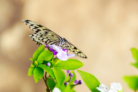 Butterfly in Beijing Botanic Gardenの写真素材