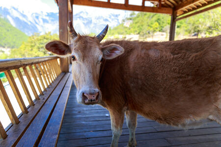 Cow rest in cool shade for humanの写真素材
