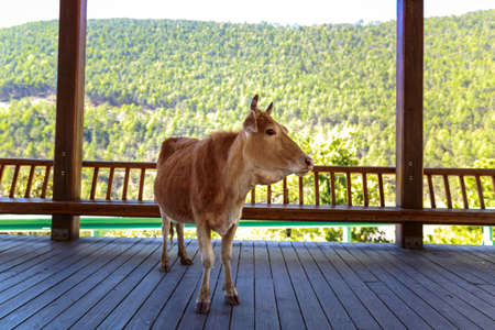 Cow rest in cool shade for humanの写真素材