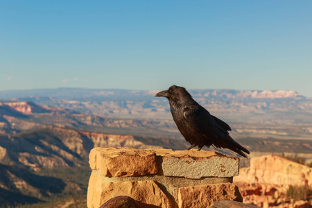 Common Raven  Corvus corax  perched on stone wall at Bryce Canyon National Parkの写真素材