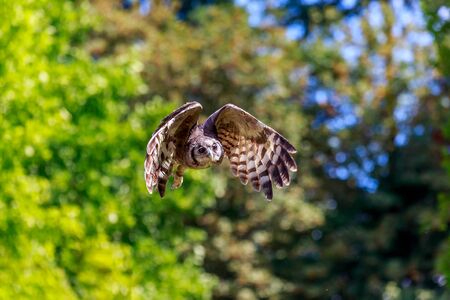 Owl flying in mid-air, with wings spread.の写真素材