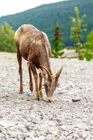 Mountain Goat in Jasper National Park, Alberta, Canadaの写真素材
